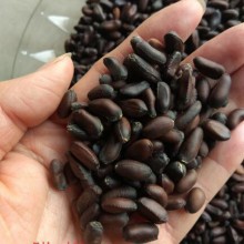 产地腊梅种子纯新货芽率好是种植销售关键